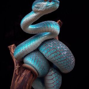 Meet your Posher, Ayman